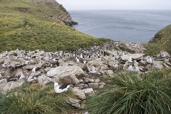 Black browed albatross and rockhopper penguins, West Point Island, Falkland Islands