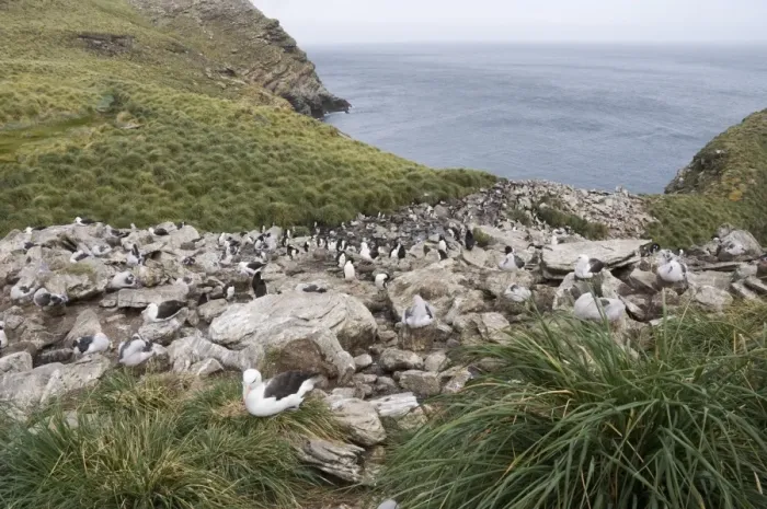Framed Print : Black browed albatross and rockhopper penguins, West Point Island, Falkland Islands Framed Print : Black browed albatross and rockhopper penguins, West Point Island, Falkland Islands