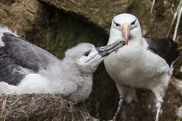 Black-browed albatross (Thalassarche melanophris) chick in nest being fed by adult on Saunders Island, Falkland Islands, UK Overseas Protectorate, South America