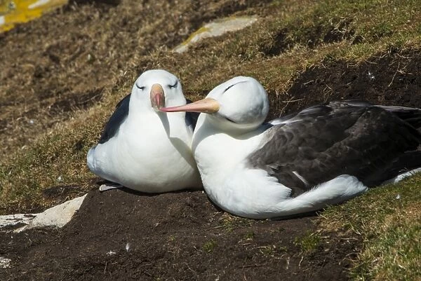 Black-browed albatross (Thalassarche melanophris) love, Saunders Island, Falklands