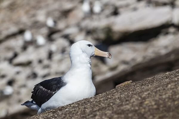 Black-browed albatross (Thalassarche melanophris) in breeding colony on Saunders Island
