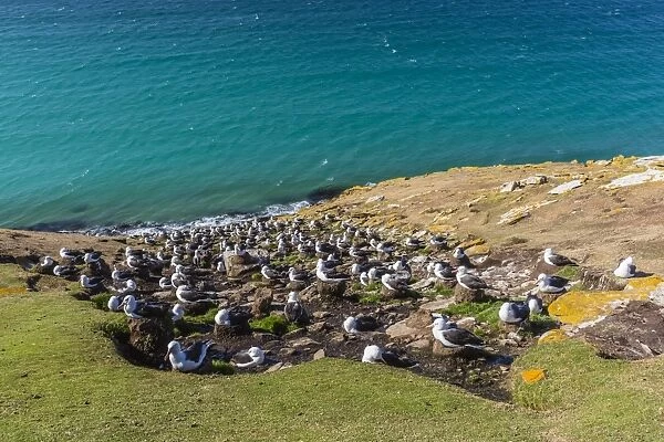 Black-browed albatross (Thalassarche melanophris) breeding colony on Saunders Island