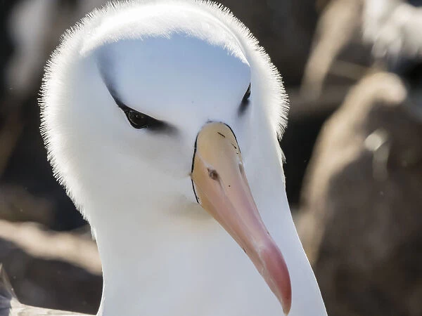 Black-browed albatross, Thalassarche melanophris, at breeding colony on New Island