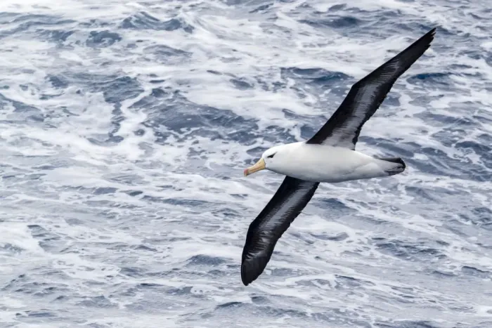 Framed Print : Black-browed albatross (Thalassarche melanophris), in flight in Drake Passage, Antarctica Framed Print : Black-browed albatross (Thalassarche melanophris), in flight in Drake Passage, Antarctica