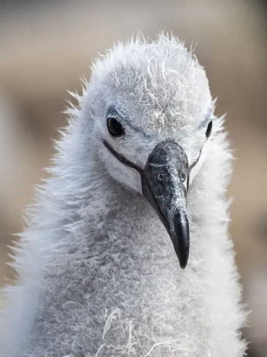 Framed Print : Black-browed albatross (Thalassarche melanophris), chick at breeding colony on Saunders Island, Falklands, South America Framed Print : Black-browed albatross (Thalassarche melanophris), chick at breeding colony on Saunders Island, Falklands, South America