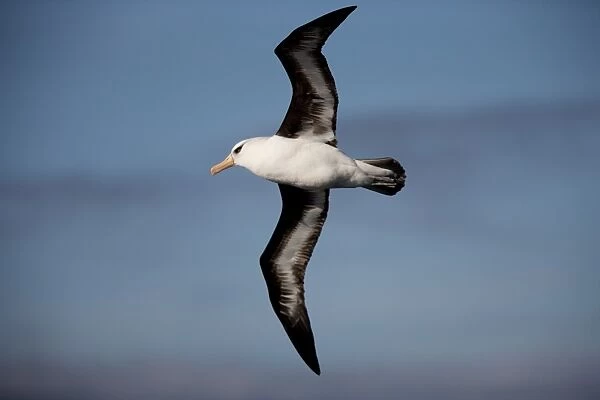 Black-browed albatross (Thalassarche melanophrys), Southern Ocean, Antarctic