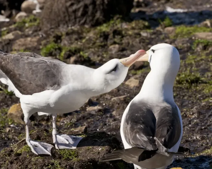 Framed Print : Black-browed albatross (Thalassarche melanophrys) adult bonding behaviour, the Neck, Saunders Island, Falkland Islands, South America Framed Print : Black-browed albatross (Thalassarche melanophrys) adult bonding behaviour, the Neck, Saunders Island, Falkland Islands, South America