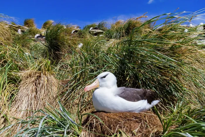 Framed Print : Black-browed albatross (Thalassarche melanophrys) breeding colony on Carcass Island in the Falkland Islands Framed Print : Black-browed albatross (Thalassarche melanophrys) breeding colony on Carcass Island in the Falkland Islands