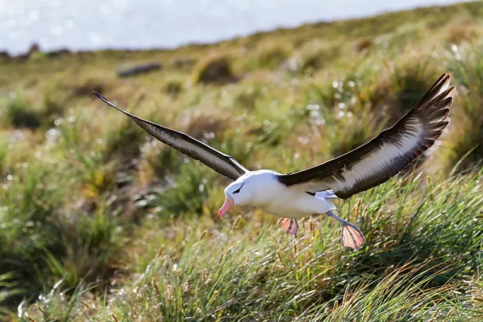 Framed Print : Black-browed albatross (Thalassarche melanophrys) in flight on New Island in the Falkland Islands Framed Print : Black-browed albatross (Thalassarche melanophrys) in flight on New Island in the Falkland Islands