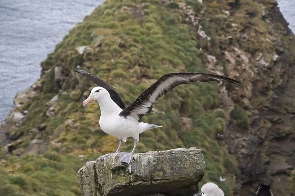 Black browed albatross, West Point Island, Falkland Islands, South America