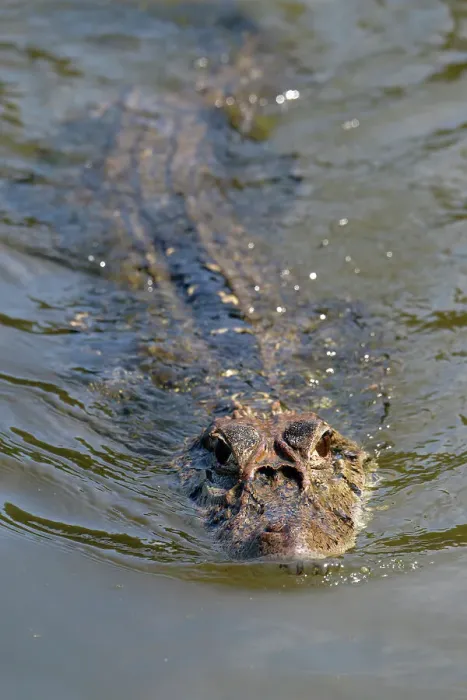 Framed Print : Black caiman (Melanosuchus niger) swimming in the Madre de Dios River, Manu National Park, Peruvian Amazon, Peru, South America Framed Print : Black caiman (Melanosuchus niger) swimming in the Madre de Dios River, Manu National Park, Peruvian Amazon, Peru, South America