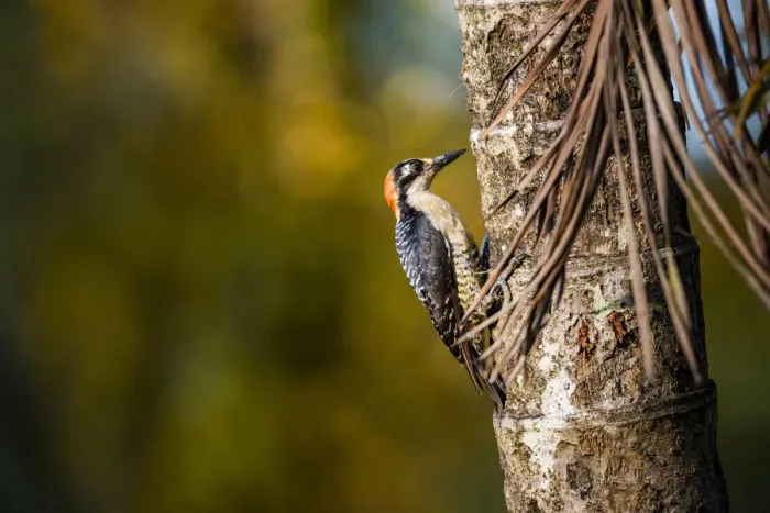 Framed Print : Black cheeked Woodpecker (Melanerpes Pucherani), Boca Tapada, Alajuela Province, Costa