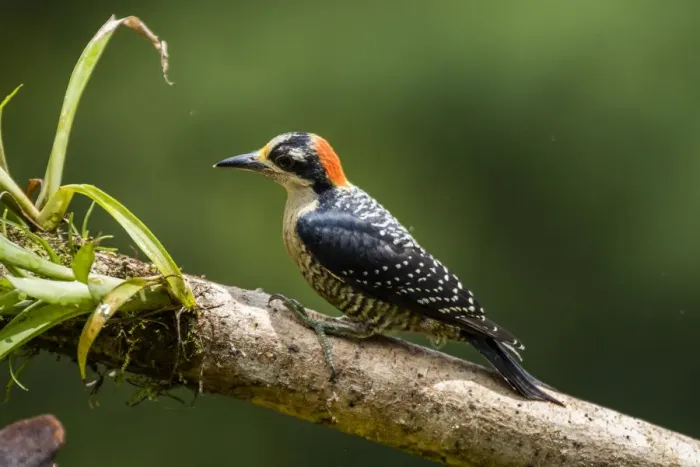 Framed Print : Black-cheeked Woodpecker (Melanerpes pucherani), Boca Tapada, Alajuela Province, Costa