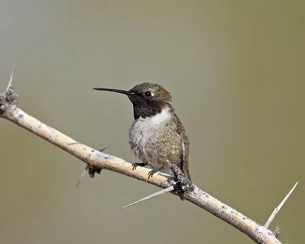 Black-chinned hummingbird (Archilochus alexandri), Sweetwater Wetlands