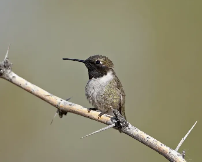 Framed Print : Black-chinned hummingbird (Archilochus alexandri), Sweetwater Wetlands Framed Print : Black-chinned hummingbird (Archilochus alexandri), Sweetwater Wetlands