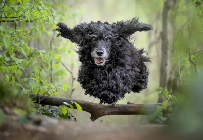 Framed Print : Black Cocker Spaniel dog running and jumping over a stick in the woods, Italy, Europe Framed Print : Black Cocker Spaniel dog running and jumping over a stick in the woods, Italy, Europe