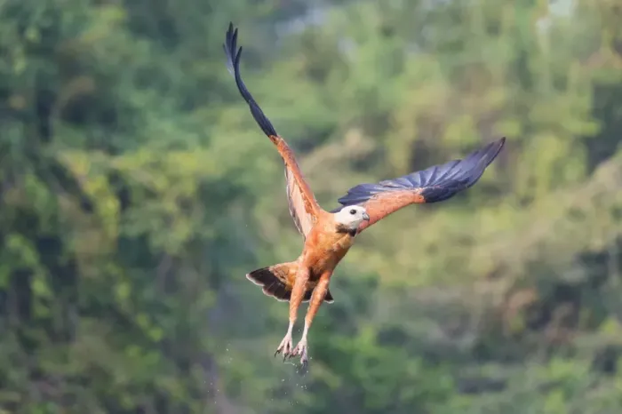 Framed Print : Black-collared hawk (Busarellus nigricollis) in flight, Pantanal, Mato Grosso, Brazil Framed Print : Black-collared hawk (Busarellus nigricollis) in flight, Pantanal, Mato Grosso, Brazil