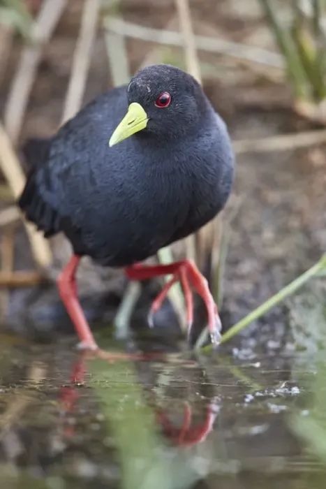 Framed Print : Black crake (Amaurornis flavirostris), Kruger National Park, South Africa, Africa Framed Print : Black crake (Amaurornis flavirostris), Kruger National Park, South Africa, Africa