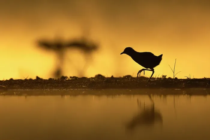 Framed Print : Black crake (Zapornia flavirostra), Zimanga game reserve, KwaZulu-Natal, South Africa Framed Print : Black crake (Zapornia flavirostra), Zimanga game reserve, KwaZulu-Natal, South Africa