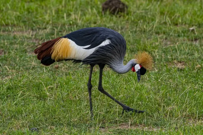 Framed Print : Black crowned crane (Balearica pavonina), Amboseli National Park, Kenya, East Africa, Africa Framed Print : Black crowned crane (Balearica pavonina), Amboseli National Park, Kenya, East Africa, Africa