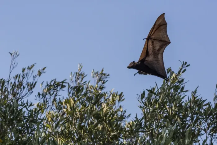 Framed Print : Black flying fox (Pteropus alecto) in flight on the Hunter River, Kimberley, Western Australia, Australia, Pacific