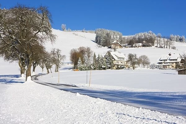 Black Forest farmhouses in winter near Sankt Peter (Saint Peter), Black Forest, Baden-Wurttemberg, Germany, Europe