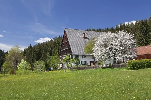 Black Forest house in Urachtal Valley in spring, Black Forest, Baden Wurttemberg