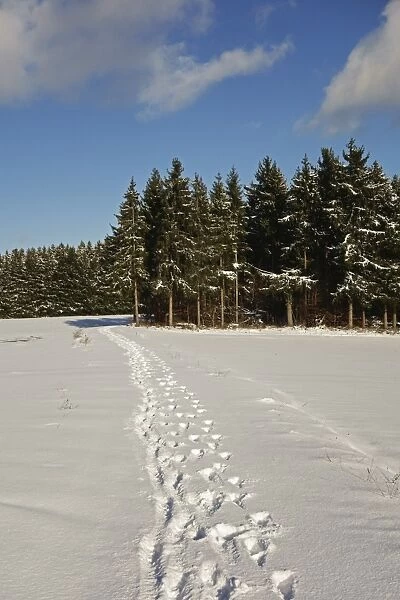 Black Forest in winter, near Villingen-Schwenningen, Baden-Wurttemberg, Germany, Europe