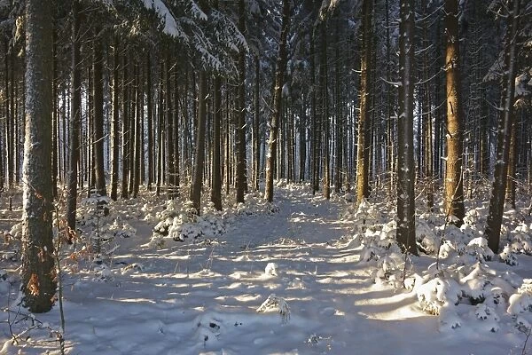 Black Forest in winter, near Villingen-Schwenningen, Schwarzwald-Baar, Baden-Wurttemberg, Germany, Europe