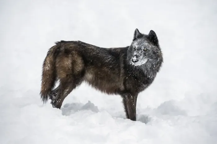Framed Print : Black fox (Vulpes vulpes), Montana, United States of America, North America Framed Print : Black fox (Vulpes vulpes), Montana, United States of America, North America
