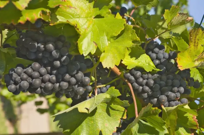 Framed Print : Black grapes on the fading autumn vines Framed Print : Black grapes on the fading autumn vines