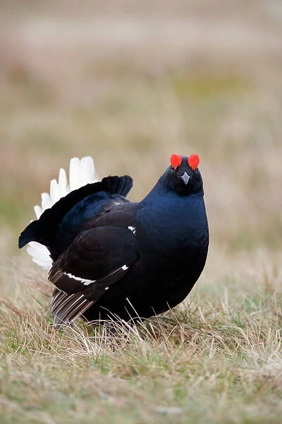 Black grouse (Tetrao tetrix), displaying at Lek, Upper Teesdale, North Pennines Area of Outstanding Natural Beauty, County Durham, England, United