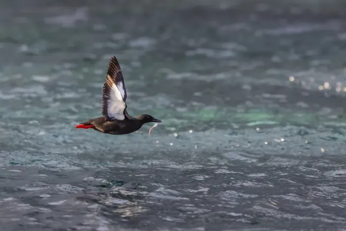 Framed Print : Black Guillemot (Cepphus grylle) taking flight with small fish, off Cape Mercy, Baffin Island, Nunavut, Canada, North America Framed Print : Black Guillemot (Cepphus grylle) taking flight with small fish, off Cape Mercy, Baffin Island, Nunavut, Canada, North America