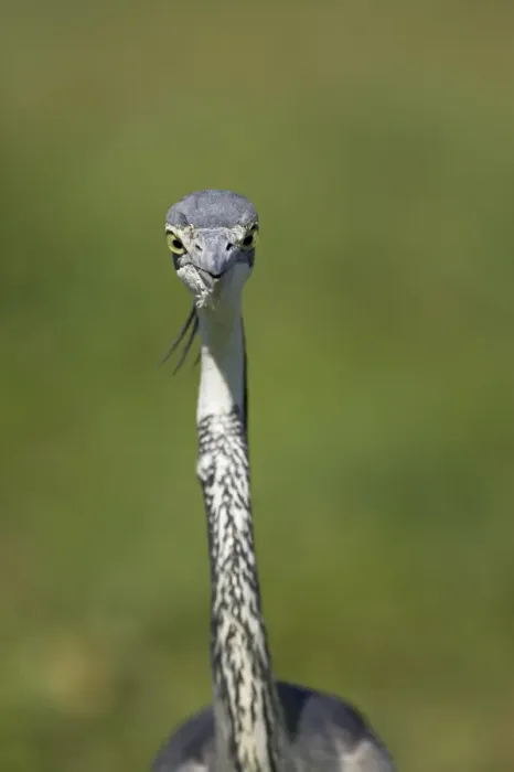 Framed Print : Black-headed heron (Ardea melanocephala) Framed Print : Black-headed heron (Ardea melanocephala)