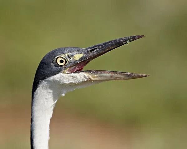 Black-headed heron (Ardea melanocephala) with its bill open, Addo Elephant National Park