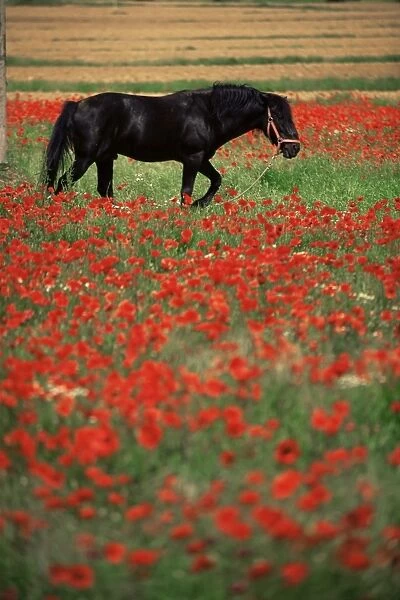 Black horse in field of poppies