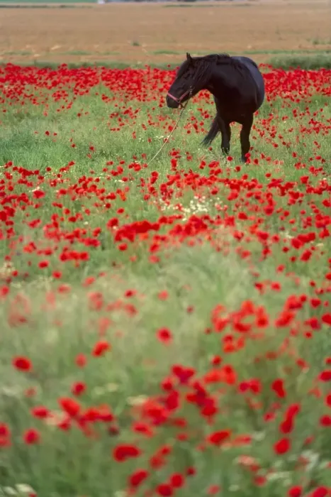 Framed Print : Black horse in a poppy field Framed Print : Black horse in a poppy field
