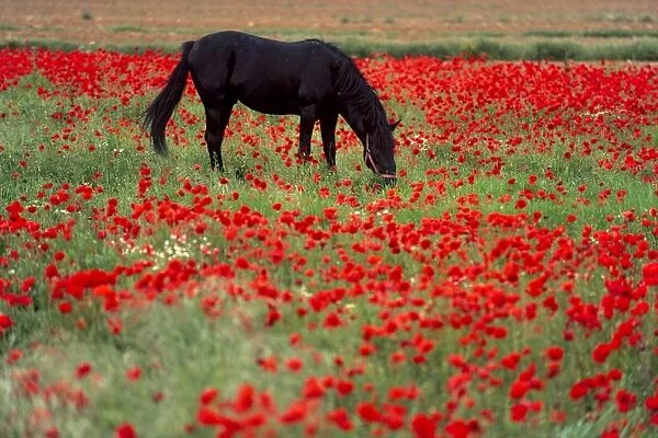Black horse in a poppy field