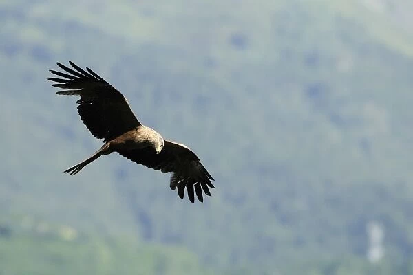 Black kite (Milvus migrans) in flight hunting passerines, Luz Saint Sauveur, Haute-Pyrenees, France, Europe
