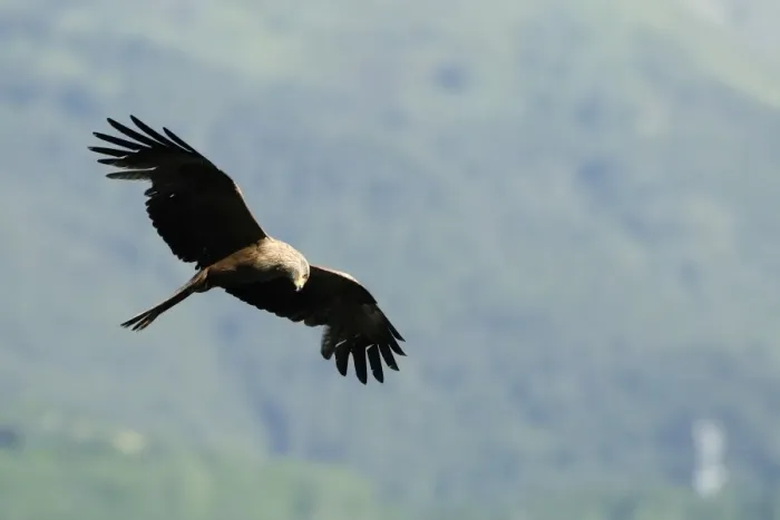 Framed Print : Black kite (Milvus migrans) in flight hunting passerines, Luz Saint Sauveur, Haute-Pyrenees, France, Europe Framed Print : Black kite (Milvus migrans) in flight hunting passerines, Luz Saint Sauveur, Haute-Pyrenees, France, Europe