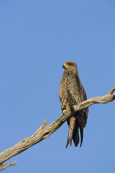 Black kite (Milvus migrans), Kgalagadi Transfrontier Park, South Africa, Africa