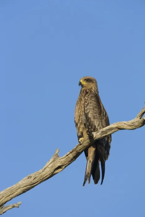 Framed Print : Black kite (Milvus migrans), Kgalagadi Transfrontier Park, South Africa, Africa Framed Print : Black kite (Milvus migrans), Kgalagadi Transfrontier Park, South Africa, Africa