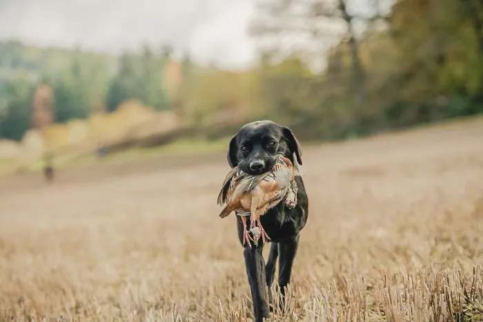 Framed Print : A black labrador with a partridge in its mouth on a pheasant shoot in UK Framed Print : A black labrador with a partridge in its mouth on a pheasant shoot in UK