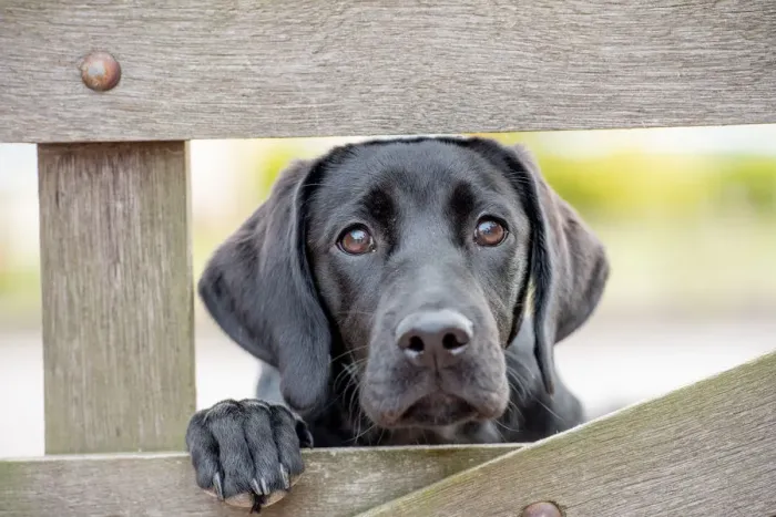 Framed Print : Black Labrador puppy looking through a gate, United Kingdom, Europe