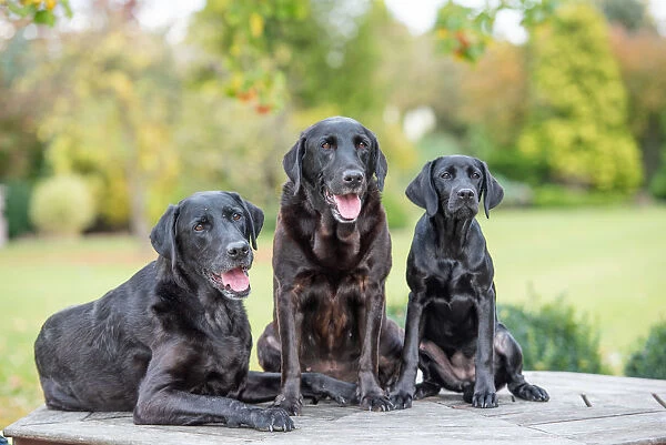 Three Black Labradors all sitting together, United Kingdom, Europe