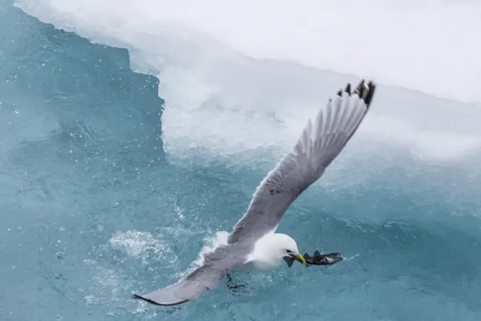 Framed Print : Black-legged Kittiwake (Rissa tridactyla) catching small fish amongst the ice in Lancaster Sound, Nunavut, Canada, North America Framed Print : Black-legged Kittiwake (Rissa tridactyla) catching small fish amongst the ice in Lancaster Sound, Nunavut, Canada, North America