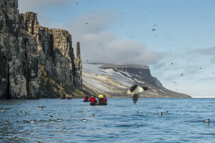 Framed Print : Black-legged kittiwakes (Rissa tridactyla) colony on the cliffs of Alkerfjellet, Svalbard, Arctic Framed Print : Black-legged kittiwakes (Rissa tridactyla) colony on the cliffs of Alkerfjellet, Svalbard, Arctic