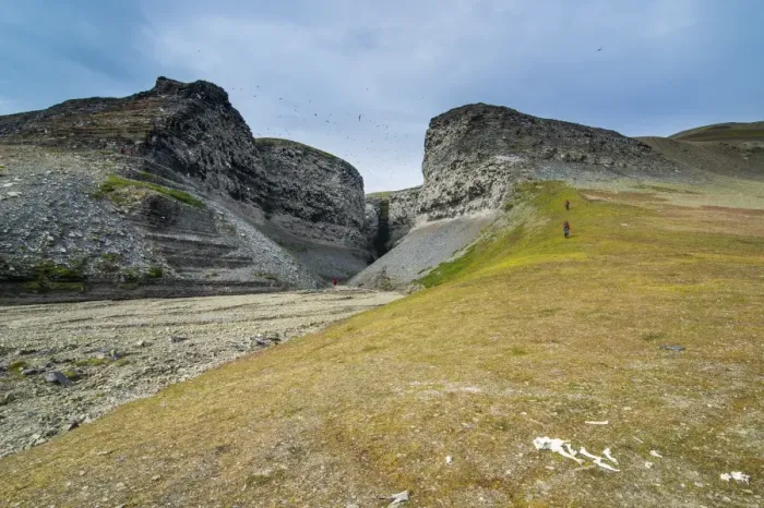 Framed Print : Black-legged Kittiwakes (Rissa tridactyla) flying and nesting on the cliffs at Diskobukta, Edgeoya Island, Svalbard, Norway, Arctic Framed Print : Black-legged Kittiwakes (Rissa tridactyla) flying and nesting on the cliffs at Diskobukta, Edgeoya Island, Svalbard, Norway, Arctic