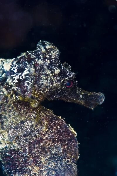 Black longsnout seahorse (Hippocampus reidi), St. Lucia, West Indies, Caribbean, Central America