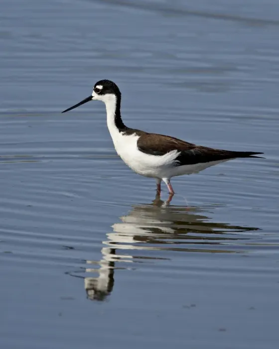 Framed Print : Black-necked stilt (Himantopus mexicanus), Sonny Bono Salton Sea National Wildlife Refuge Framed Print : Black-necked stilt (Himantopus mexicanus), Sonny Bono Salton Sea National Wildlife Refuge
